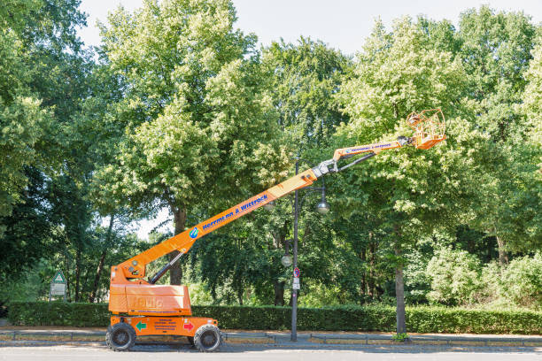 commercial tree care
