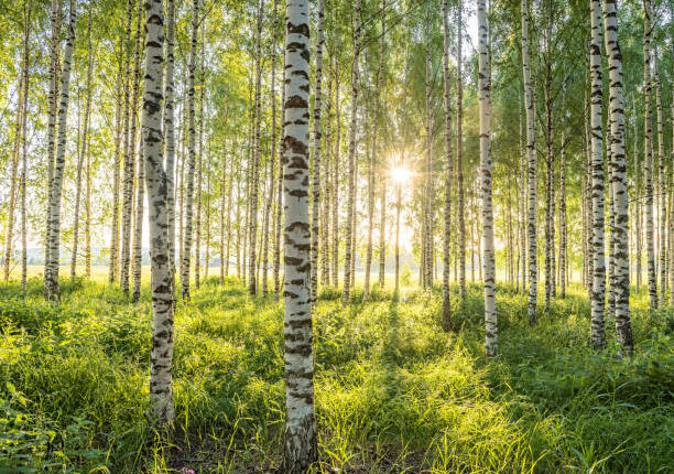 birch trees michigan