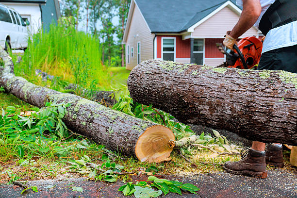 Lubbers & Sons Tree Care