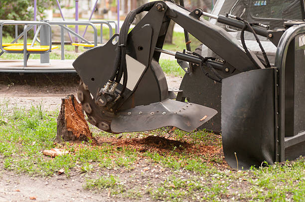 local stump removal